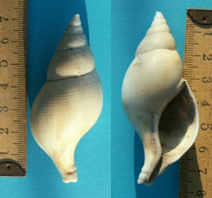 &copy; Thijs de Boer